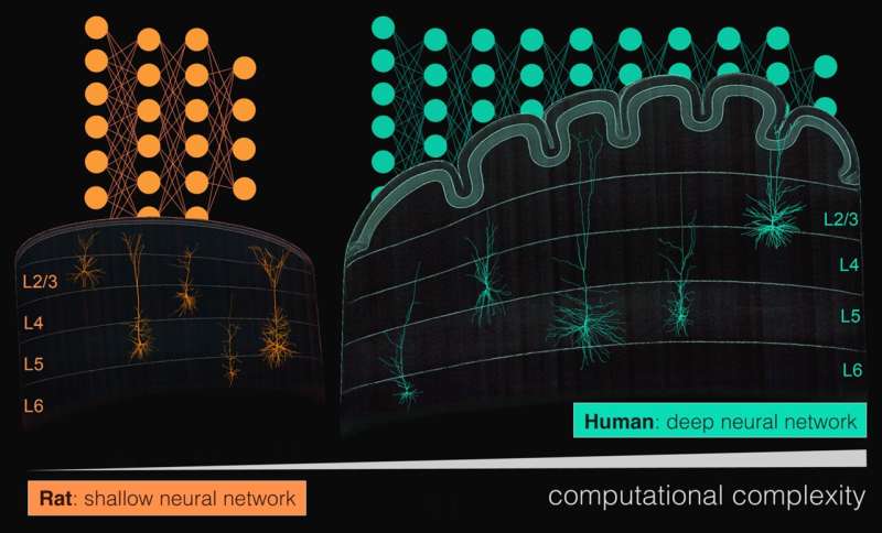 Illustration representing the richly branched dendritic structure of a human cortical neuron, the subject of a new study measuring single-neuron computational complexity