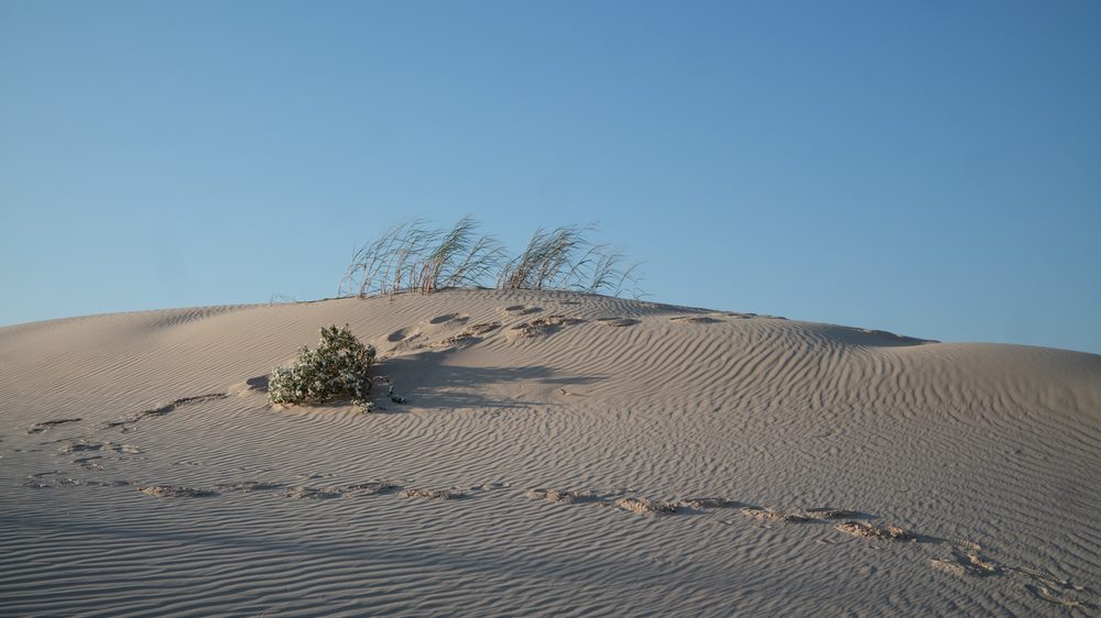 Wind-rippled sand dunes with scrub brush at Monahans Sandhills State Park, Texas