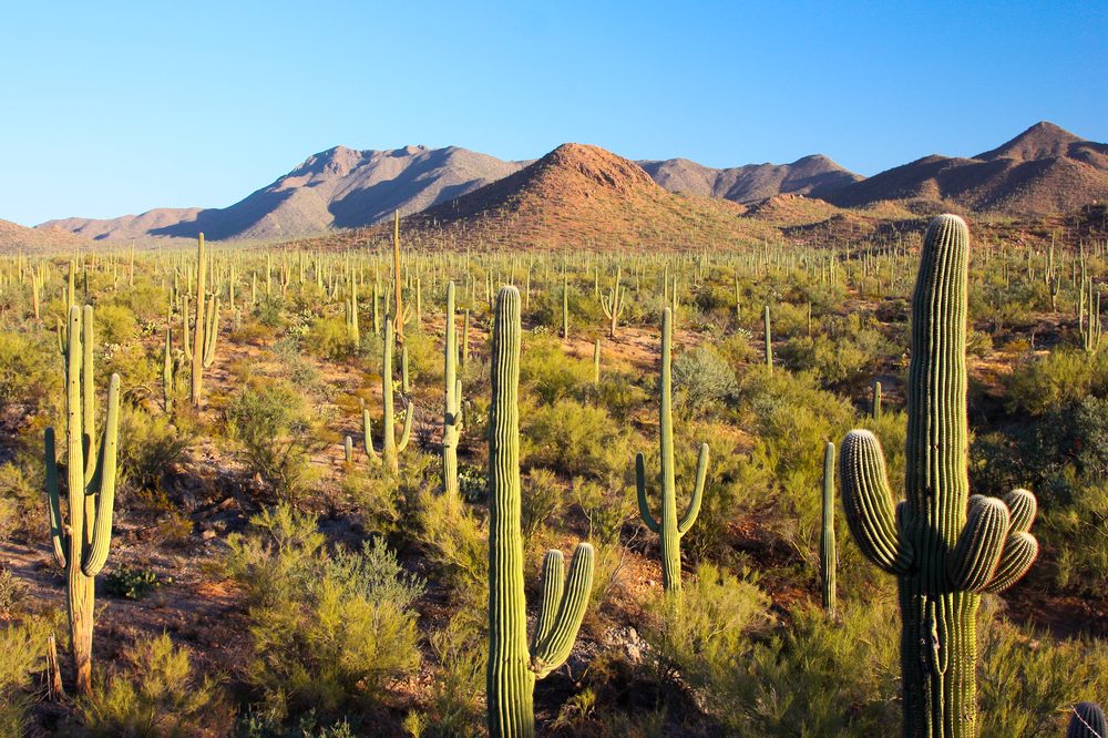 Saguaro cacti at sunrise in Saguaro National Park near Tucson, Arizona, with desert mountains in the background