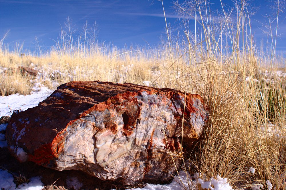 Fossilized, mineralized logs of petrified wood scattered across the desert floor at Petrified Forest National Park, Arizona