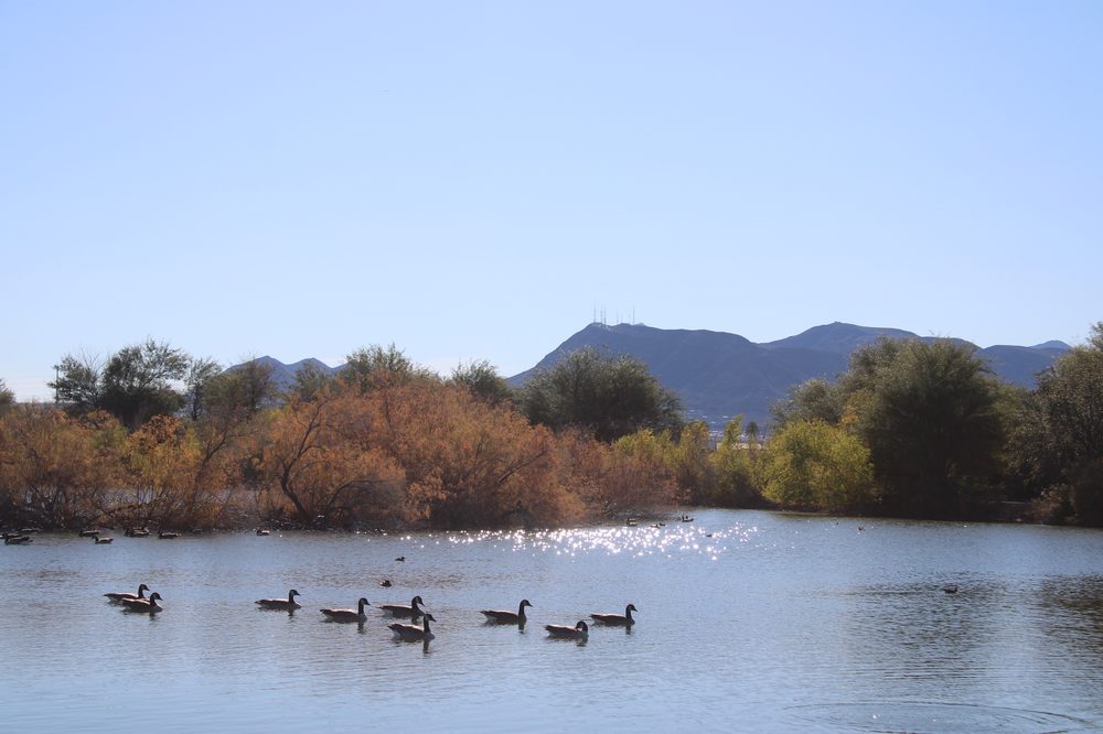 Canada geese swimming on one of the ponds at the Henderson Bird Viewing Preserve, with desert mountains and communication towers visible in the background