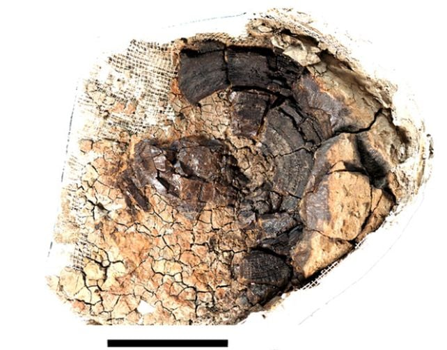 Close-up photo of the rediscovered 11-million-year-old Otodus megalodon vertebra, the largest known vertebra of any Megalodon specimen, showing its cracked, weathered cross-section against a white background with a scale bar
