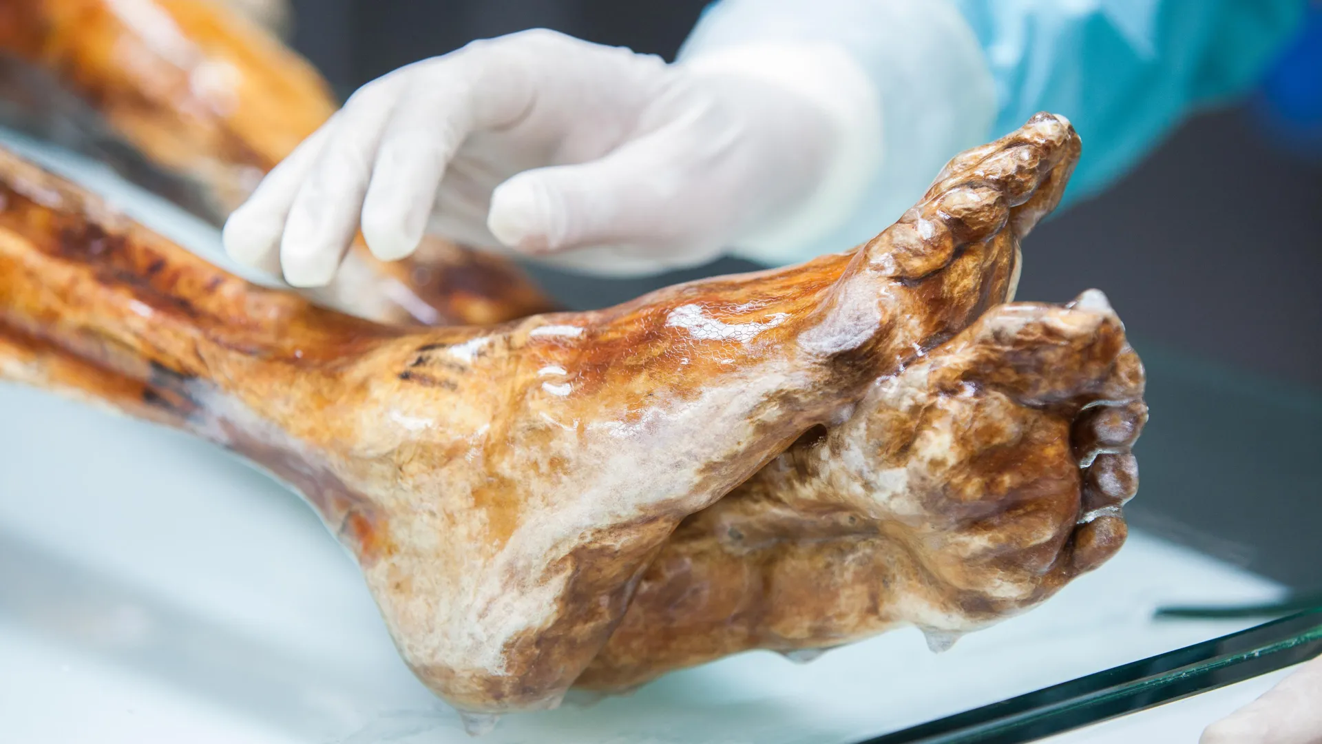 Close-up photo of a gloved researcher examining the preserved skin of &Ouml;tzi the Iceman&rsquo;s mummified leg and foot inside his refrigerated storage chamber at the South Tyrol Museum of Archaeology