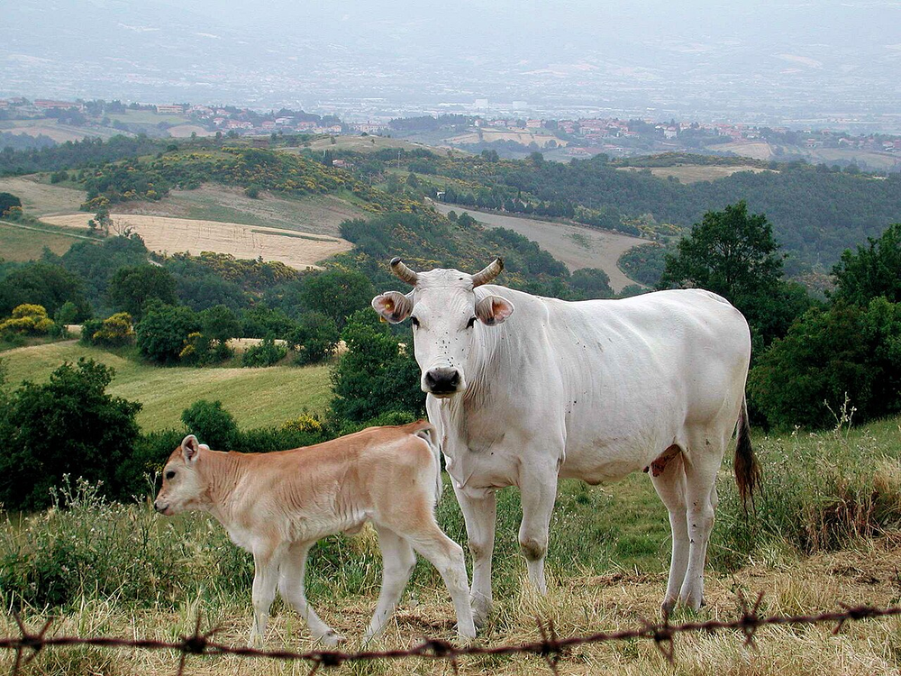Wikipedia's Chianina article showing a photo of a large white Chianina cow and calf grazing in the Tuscan countryside