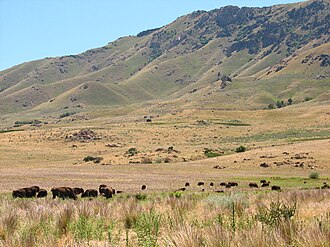 A free-roaming bison on Antelope Island State Park in the Great Salt Lake, Utah